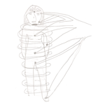 th cord04